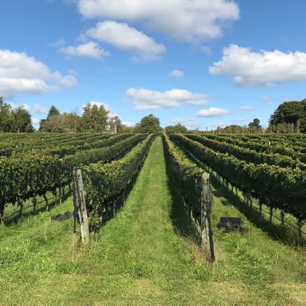 Image of Harmony Vineyards