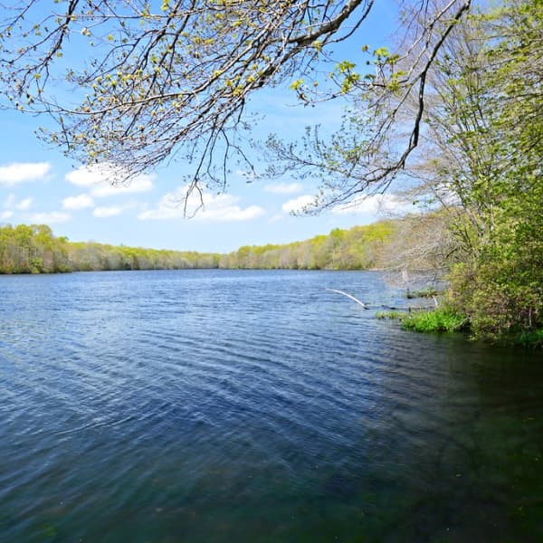 Image of River Rounded Green Trees in Blydenburgh County Park